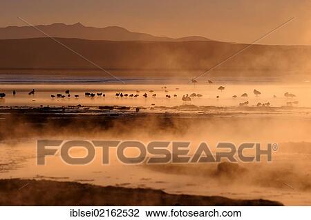 Hot springs with Flamingos (Phoenicopteriformes, Phoenicopteridae) in the steaming water, Uyuni, Bolivia, South America View Large Photo Image Stock Image - Hot springs with Flamingos (Phoenicopteriformes, Phoenicopteridae) in the steaming water, Uyuni, Bolivia, South America. Fotosearch