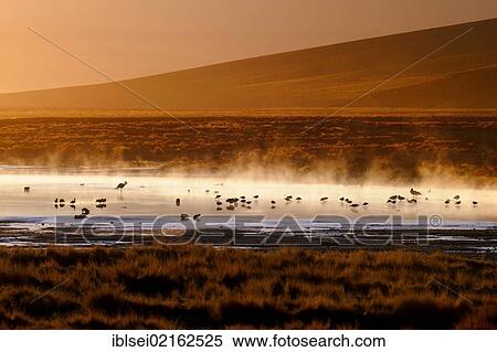 Hot springs with Flamingos (Phoenicopteriformes, Phoenicopteridae) in the steaming water, Uyuni, Bolivia, South America View Large Photo Image Stock Photography - Hot springs with Flamingos (Phoenicopteriformes, Phoenicopteridae) in the steaming water, Uyuni, Bolivia, South America. Fotosearch