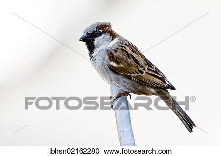 House Sparrow (Passer domesticus), Berlin, Germany, Europe View Large Photo Image Stock Image - House Sparrow (Passer domesticus), Berlin, Germany, Europe. Fotosearch