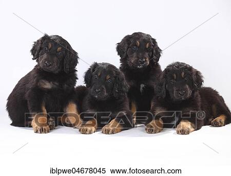 Hovawart, four puppies, 6 weeks, black-brands, sitting next to each other View Large Photo Image Stock Photography - Hovawart, four puppies, 6 weeks, black-brands, sitting next to each other. Fotosearch