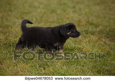 Stock Image - Hovawart, puppy, 6 weeks, black-mark, runs in the grass. Fotosearch