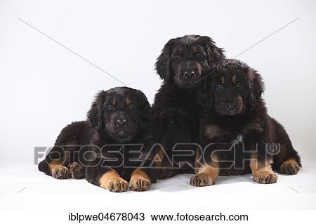Stock Image - Hovawart, three puppies, 6 weeks, black-brands, sitting next to each other. Fotosearch