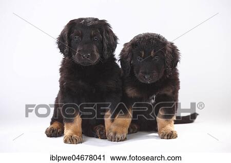 Hovawart, two puppies, 6 weeks, black-brands, sitting next to each other View Large Photo Image Stock Image - Hovawart, two puppies, 6 weeks, black-brands, sitting next to each other. Fotosearch