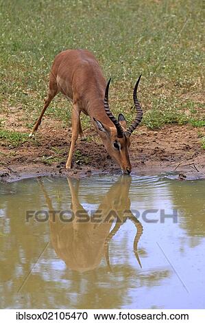 Impala (Aepyceros melampus), adult, male, water, drinking, Sabi Sabi Game Reserve, Kruger National Park, South Africa, Africa View Large Photo Image Stock Image - Impala (Aepyceros melampus), adult, male, water, drinking, Sabi Sabi Game Reserve, Kruger National Park, South Africa, Africa. Fotosearch
