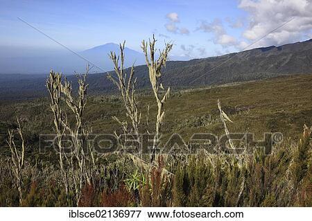 Stock Photo - In the moorland zone during the ascent of Mount Kilimanjaro, Tanzania, Africa. Fotosearch