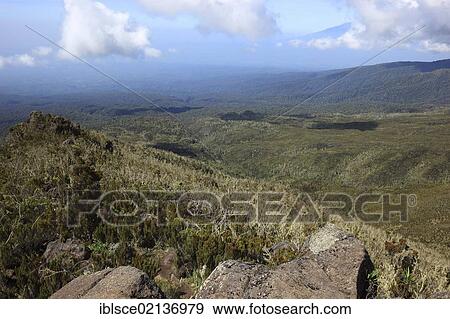 Stock Photo - In the moorland zone during the ascent of Mount Kilimanjaro, Tanzania, Africa. Fotosearch