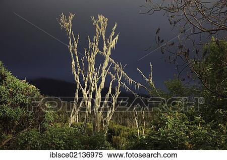 Stock Photography - In the moorland zone during the ascent of Mount Kilimanjaro, Tanzania, Africa. Fotosearch