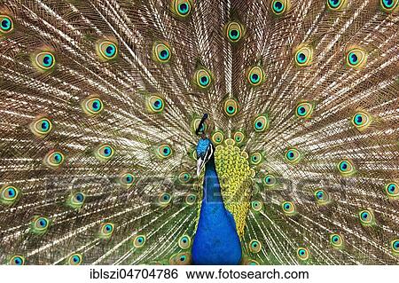 Indian peafowlenhahn (Pavo cristatus), courtshiping male with extended feather crown, captive, Germany, Europe View Large Photo Image Stock Photograph - Indian peafowlenhahn (Pavo cristatus), courtshiping male with extended feather crown, captive, Germany, Europe. Fotosearch