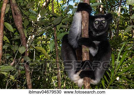 Stock Image - Indri (Indri indri), sitting in a tree, Akanin'ny nofy Reserve, Madagascar, Africa. Fotosearch