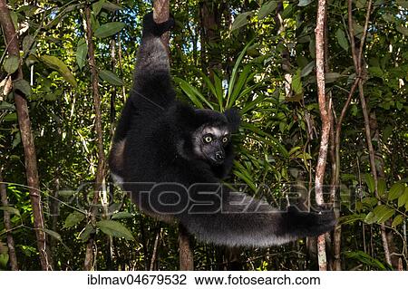 Indri (Indri indri), sitting in a tree, Akanin'ny nofy Reserve, Madagascar, Africa View Large Photo Image Stock Image - Indri (Indri indri), sitting in a tree, Akanin'ny nofy Reserve, Madagascar, Africa. Fotosearch
