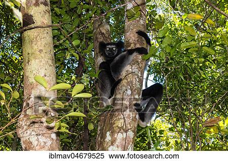 Stock Photography - Indri (Indri indri), sitting in a tree, Akanin'ny nofy Reserve, Madagascar, Africa. Fotosearch