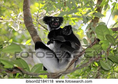 Indri or Babakoto (Indri indri), mother with young, Perinet Reserve, Andasibe, Madagascar, Africa View Large Photo Image Stock Photo - Indri or Babakoto (Indri indri), mother with young, Perinet Reserve, Andasibe, Madagascar, Africa. Fotosearch