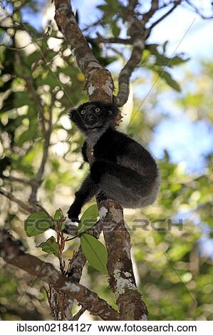 Indri or Babakoto (Indri indri), juvenile, Perinet Reserve, Andasibe, Madagascar, Africa View Large Photo Image Stock Photo - Indri or Babakoto (Indri indri), juvenile, Perinet Reserve, Andasibe, Madagascar, Africa. Fotosearch