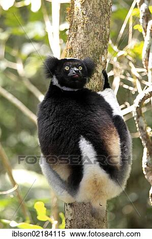 Indri or Babakoto (Indri indri), Perinet Reserve, Andasibe, Madagascar, Africa View Large Photo Image Stock Photography - Indri or Babakoto (Indri indri), Perinet Reserve, Andasibe, Madagascar, Africa. Fotosearch