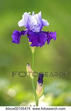 Iris, flowering, Germany, Europe View Large Photo Image Picture - Iris, flowering, Germany, Europe. Fotosearch