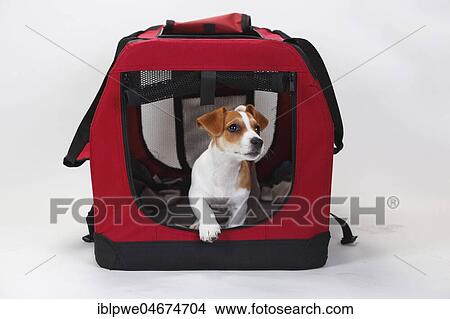 Jack Russell terrier, puppy, 9 weeks, bitch, in open kennel, transport box, box, white background View Large Photo Image Picture - Jack Russell terrier, puppy, 9 weeks, bitch, in open kennel, transport box, box, white background. Fotosearch