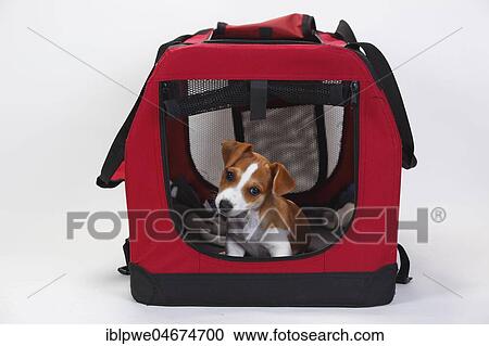 Stock Image - Jack Russell terrier, puppy, 9 weeks, bitch, in open kennel, transport box, box, white background. Fotosearch