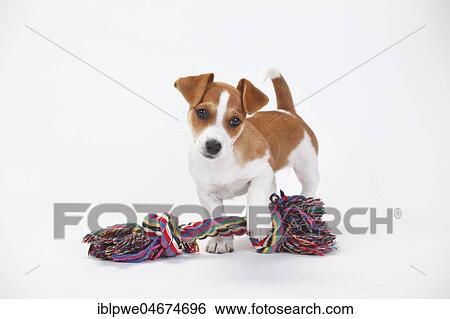 Stock Photograph - Jack Russell Terrier, puppy, 9 weeks, bitch, toy, chewing rope, play rope, pull rope, white background. Fotosearch