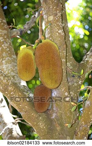 Jackfruit (Artocarpus heterophyllus), Nosy Komba, Madagascar, Africa View Large Photo Image Stock Image - Jackfruit (Artocarpus heterophyllus), Nosy Komba, Madagascar, Africa. Fotosearch