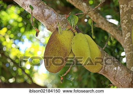 Jackfruit (Artocarpus heterophyllus), Nosy Komba, Madagascar, Africa View Large Photo Image Stock Image - Jackfruit (Artocarpus heterophyllus), Nosy Komba, Madagascar, Africa. Fotosearch
