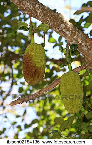 Jackfruit (Artocarpus heterophyllus), Nosy Komba, Madagascar, Africa View Large Photo Image Stock Photograph - Jackfruit (Artocarpus heterophyllus), Nosy Komba, Madagascar, Africa. Fotosearch
