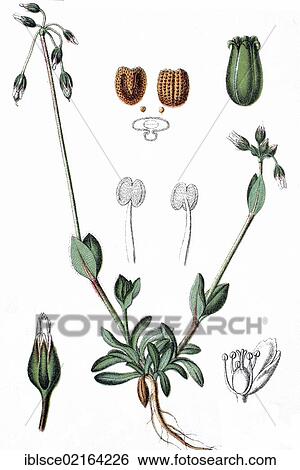 Jagged chickweed (Holosteum umbellatum), medicinal plant, crop plant, chromolithography, about 1870 View Large Photo Image Stock Photograph - Jagged chickweed (Holosteum umbellatum), medicinal plant, crop plant, chromolithography, about 1870. Fotosearch