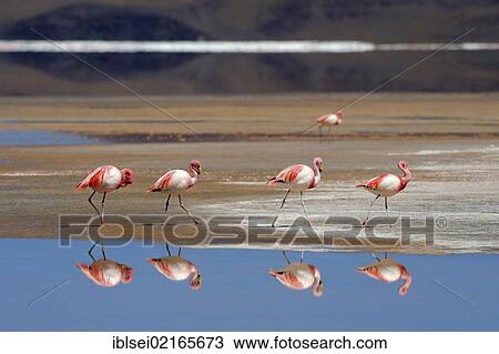 Stock Image - Jame's Flamingos (Phoenicoparrus jamesi) reflected in water, Laguna Colorada, Uyuni, Bolivia, South America. Fotosearch