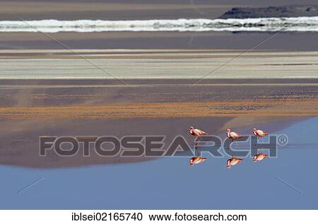 Jame's Flamingos (Phoenicoparrus jamesi) reflected in red water, Laguna Colorada, Uyuni, Bolivia, South America View Large Photo Image Stock Image - Jame's Flamingos (Phoenicoparrus jamesi) reflected in red water, Laguna Colorada, Uyuni, Bolivia, South America. Fotosearch