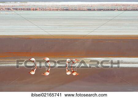 Jame's Flamingos (Phoenicoparrus jamesi) reflected in red water, Laguna Colorada, Uyuni, Bolivia, South America View Large Photo Image Stock Image - Jame's Flamingos (Phoenicoparrus jamesi) reflected in red water, Laguna Colorada, Uyuni, Bolivia, South America. Fotosearch