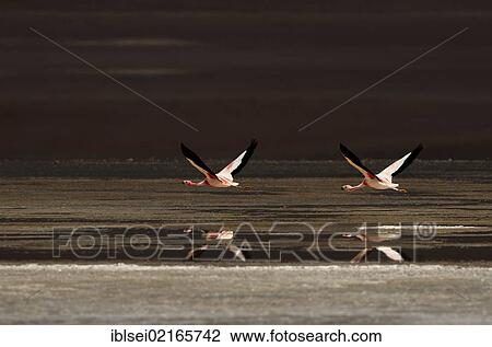 Jame's Flamingos (Phoenicoparrus jamesi) reflected flying over red water, Laguna Colorada, Uyuni, Bolivia, South America View Large Photo Image Stock Image - Jame's Flamingos (Phoenicoparrus jamesi) reflected flying over red water, Laguna Colorada, Uyuni, Bolivia, South America. Fotosearch