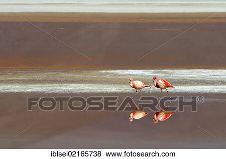 Jame's Flamingos (Phoenicoparrus jamesi) in red water, Laguna Colorada, Uyuni, Bolivia, South America View Large Photo Image Stock Photo - Jame's Flamingos (Phoenicoparrus jamesi) in red water, Laguna Colorada, Uyuni, Bolivia, South America. Fotosearch