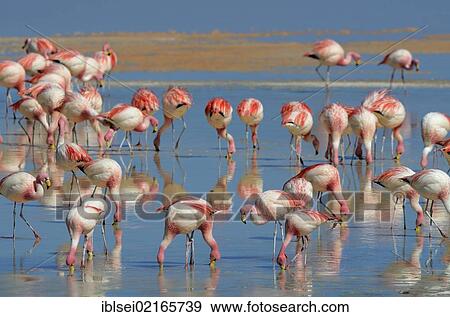 Jame's Flamingos (Phoenicoparrus jamesi) in red water, Laguna Colorada, Uyuni, Bolivia, South America View Large Photo Image Stock Photo - Jame's Flamingos (Phoenicoparrus jamesi) in red water, Laguna Colorada, Uyuni, Bolivia, South America. Fotosearch