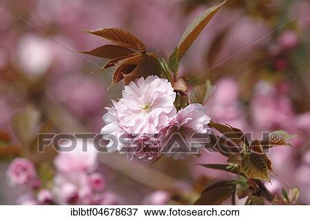 Japanese Cherry (Prunus serrulata), pink flowering branch, North Rhine-Westphalia, Germany, Europe View Large Photo Image Stock Photo - Japanese Cherry (Prunus serrulata), pink flowering branch, North Rhine-Westphalia, Germany, Europe. Fotosearch