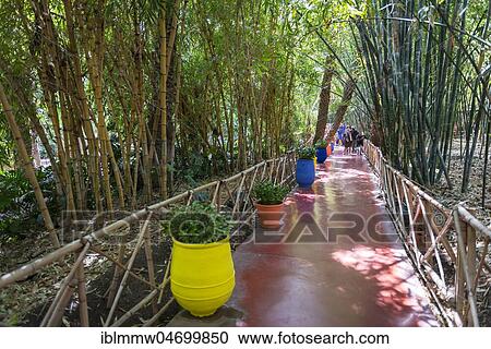 Jardin Majorelle Botanical Garden, former owners Yves Saint-Laurent and Pierre Bergé, Marrakech, Morocco, Africa View Large Photo Image Stock Image - Jardin Majorelle Botanical Garden, former owners Yves Saint-Laurent and Pierre Bergé, Marrakech, Morocco, Africa. Fotosearch