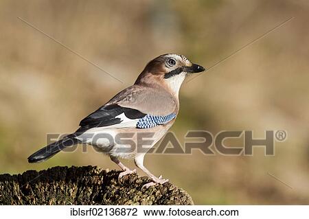 Stock Image - Jay (Garrulus glandarius) on a tree stump, Bad Sooden-Allendorf, Hesse, Germany, Europe. Fotosearch