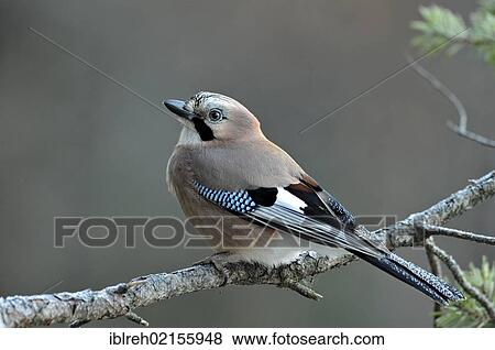 Jay (Garrulus glandarius), Tyrol, Austria, Europe View Large Photo Image Stock Photo - Jay (Garrulus glandarius), Tyrol, Austria, Europe. Fotosearch
