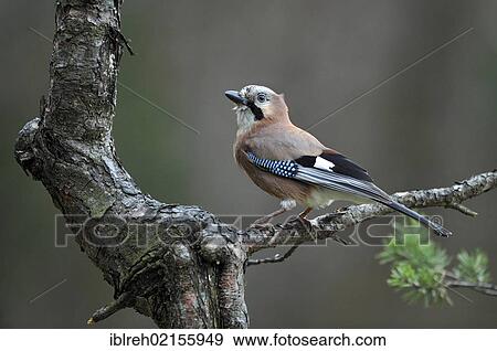 Stock Photo - Jay (Garrulus glandarius), Tyrol, Austria, Europe. Fotosearch