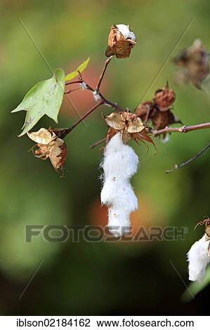 Kapok or Cotton Tree (Bombax ceiba), fruit, Nosy Be, Madagascar, Africa View Large Photo Image Stock Image - Kapok or Cotton Tree (Bombax ceiba), fruit, Nosy Be, Madagascar, Africa. Fotosearch