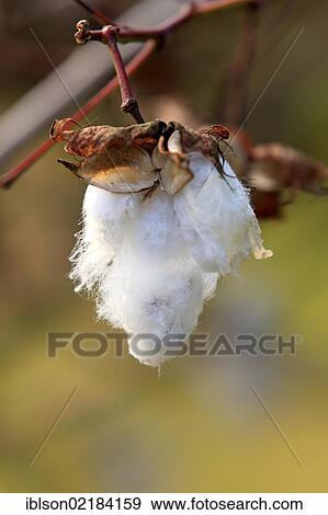 Kapok or Cotton Tree (Bombax ceiba), fruit, Nosy Be, Madagascar, Africa View Large Photo Image Stock Photo - Kapok or Cotton Tree (Bombax ceiba), fruit, Nosy Be, Madagascar, Africa. Fotosearch