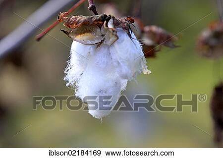 Kapok or Cotton Tree (Bombax ceiba), fruit, Nosy Be, Madagascar, Africa View Large Photo Image Stock Photo - Kapok or Cotton Tree (Bombax ceiba), fruit, Nosy Be, Madagascar, Africa. Fotosearch