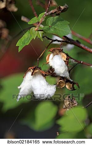 Kapok or Cotton Tree (Bombax ceiba), fruit, Nosy Be, Madagascar, Africa View Large Photo Image Stock Photography - Kapok or Cotton Tree (Bombax ceiba), fruit, Nosy Be, Madagascar, Africa. Fotosearch
