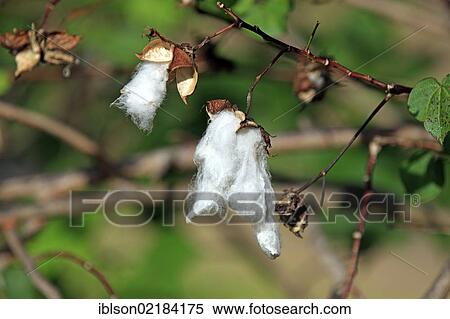 Kapok or Cotton Tree (Bombax ceiba), fruit, Nosy Be, Madagascar, Africa View Large Photo Image Stock Photography - Kapok or Cotton Tree (Bombax ceiba), fruit, Nosy Be, Madagascar, Africa. Fotosearch