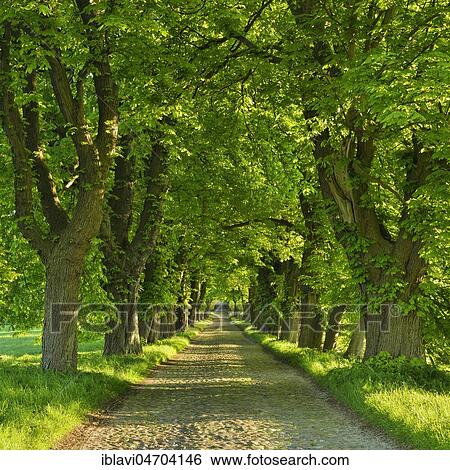 Kastanienallee, old cobblestone pavement, near Binz, Island of Rügen, Mecklenburg-Western Pomerania, Germany, Europe View Large Photo Image Stock Photograph - Kastanienallee, old cobblestone pavement, near Binz, Island of Rügen, Mecklenburg-Western Pomerania, Germany, Europe. Fotosearch