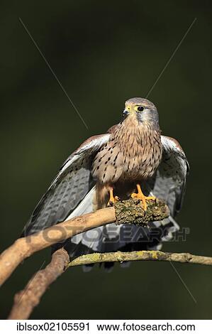 Stock Image - Kestrel (Falco tinnunculus), adult, male, perched on a look-out, Germany, Europe. Fotosearch