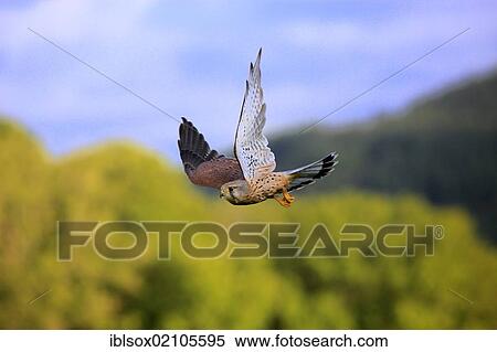 Stock Photography - Kestrel (Falco tinnunculus), adult, male, in flight, Germany, Europe. Fotosearch