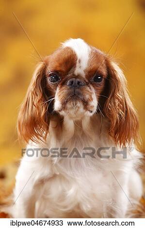 King Charles Spaniel, female, Blenheim, white-brown, 2 years, animal portrait, autumnal View Large Photo Image Stock Image - King Charles Spaniel, female, Blenheim, white-brown, 2 years, animal portrait, autumnal. Fotosearch