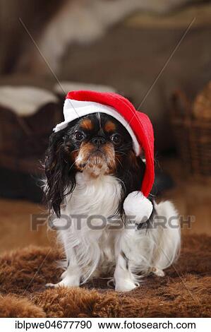 Stock Image - King Charles Spaniel, male, 1 year, with Santa hat, sitting. Fotosearch