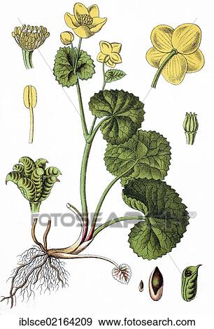 Kingcup, marsh marigold (Trollius paluster), medicinal plant, crop plant, chromolithography, about 1870 View Large Photo Image Stock Photo - Kingcup, marsh marigold (Trollius paluster), medicinal plant, crop plant, chromolithography, about 1870. Fotosearch