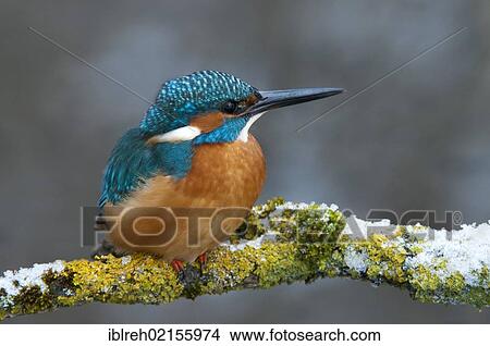 Kingfisher (Alcedo atthis), Tratzberg Conservation Area, Tyrol, Austria, Europe View Large Photo Image Picture - Kingfisher (Alcedo atthis), Tratzberg Conservation Area, Tyrol, Austria, Europe. Fotosearch