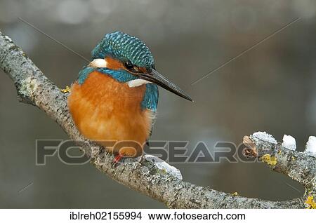 Kingfisher (Alcedo atthis), Tratzberg Conservation Area, Tyrol, Austria, Europe View Large Photo Image Picture - Kingfisher (Alcedo atthis), Tratzberg Conservation Area, Tyrol, Austria, Europe. Fotosearch
